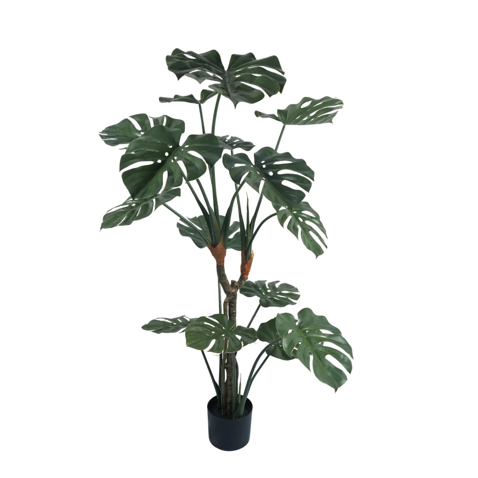 Premium Potted Split Leaf Monstera / Philodendron 150cm UV Resistant